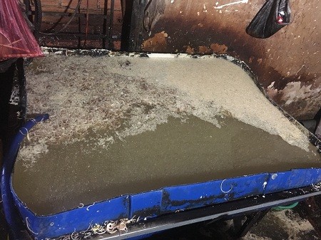 Kinh hoàng bắp chuối được 'tắm trắng' bằng hóa chất - ảnh 1