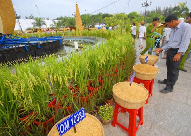 Lần đầu tiên công bố có logo thương hiệu gạo Việt - ảnh 1