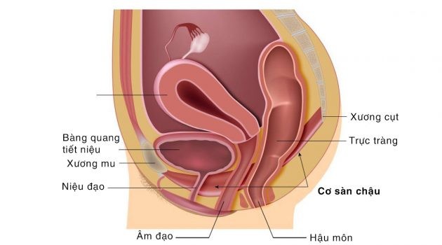 Gần 50% phụ nữ mắc chứng sa tạng chậu - ảnh 1