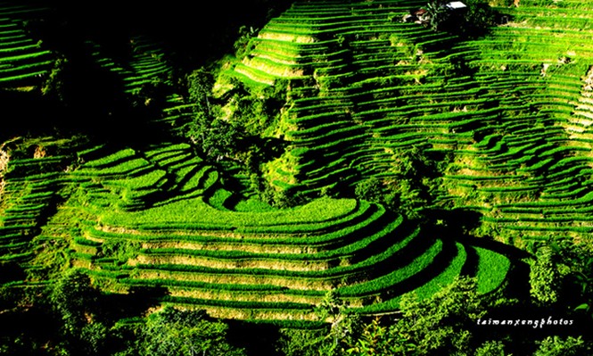 Cuốn hút ruộng bậc thang Hoàng Su Phì - ảnh 4