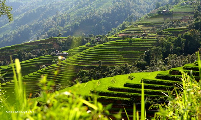 Cuốn hút ruộng bậc thang Hoàng Su Phì - ảnh 5
