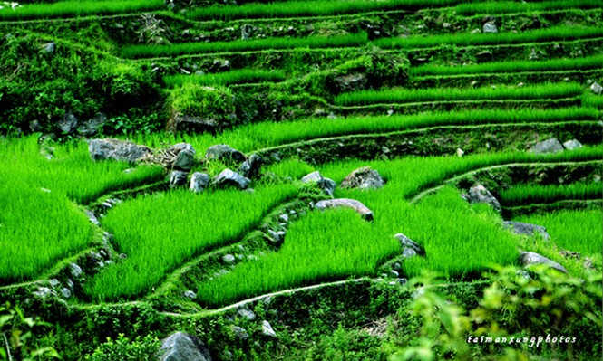 Cuốn hút ruộng bậc thang Hoàng Su Phì - ảnh 3