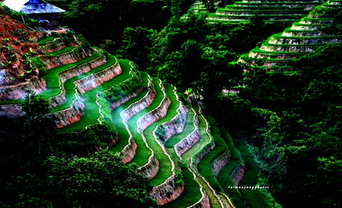 Cuốn hút ruộng bậc thang Hoàng Su Phì - ảnh 10