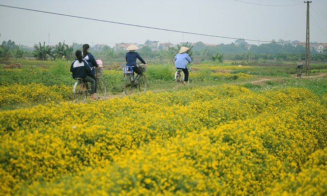 hoa cúc tiến vua - ảnh 1