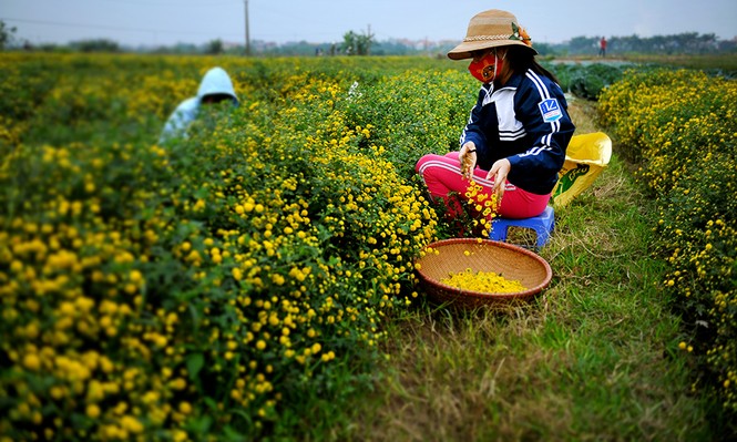 hoa cúc tiến vua - ảnh 6