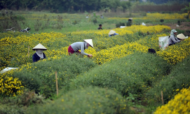 hoa cúc tiến vua - ảnh 5