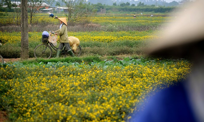 hoa cúc tiến vua - ảnh 8