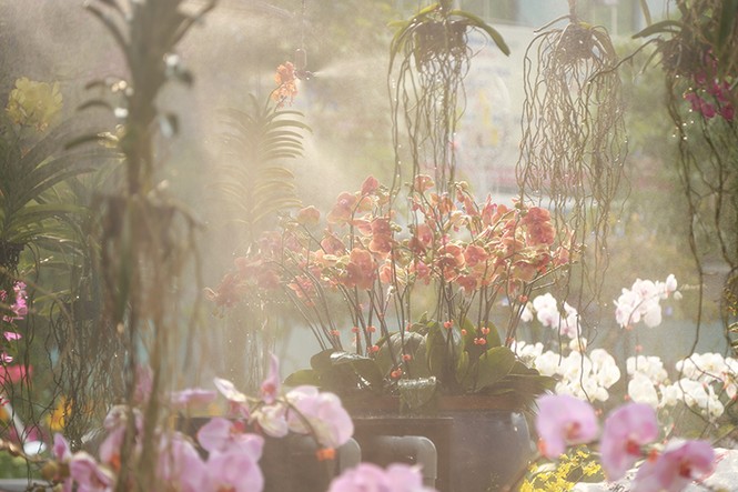 Đường Hoa Nguyễn Huệ với những công nghệ mới - ảnh 4