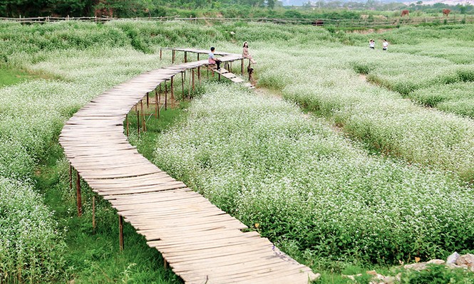 Cận cảnh miền hoa tam giác mạch ở Hà Nội - ảnh 4