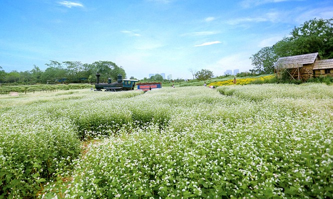 Cận cảnh miền hoa tam giác mạch ở Hà Nội - ảnh 5