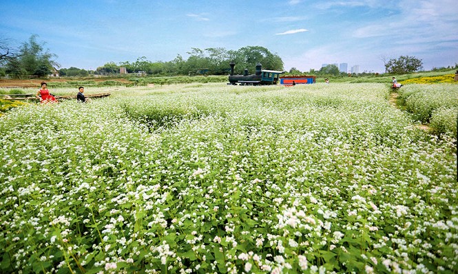 Cận cảnh miền hoa tam giác mạch ở Hà Nội - ảnh 6