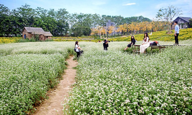 Cận cảnh miền hoa tam giác mạch ở Hà Nội - ảnh 8