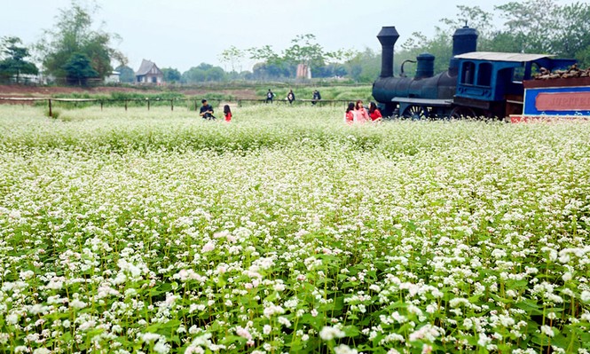 Cận cảnh miền hoa tam giác mạch ở Hà Nội - ảnh 9