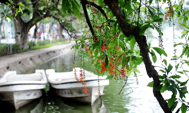lộc vừng nở hoa - ảnh 5