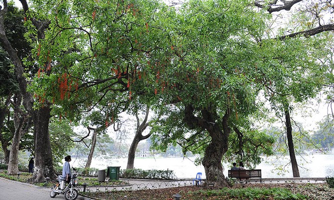 lộc vừng nở hoa - ảnh 2