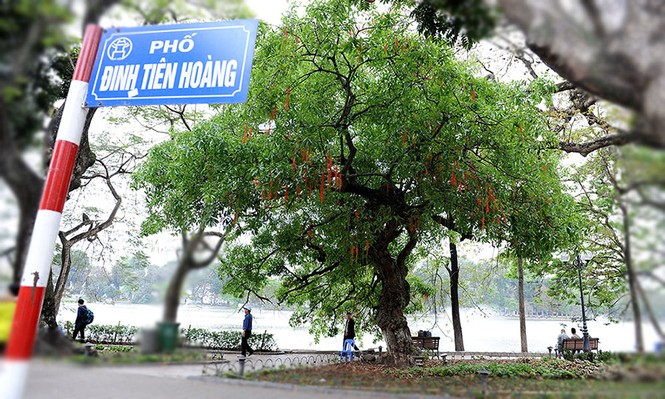 lộc vừng nở hoa - ảnh 1