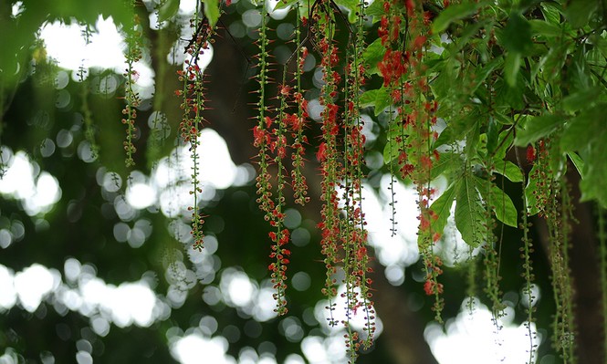 lộc vừng nở hoa - ảnh 8