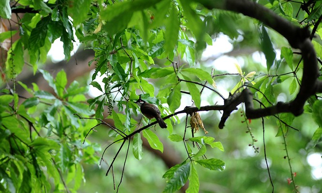 lộc vừng nở hoa - ảnh 7
