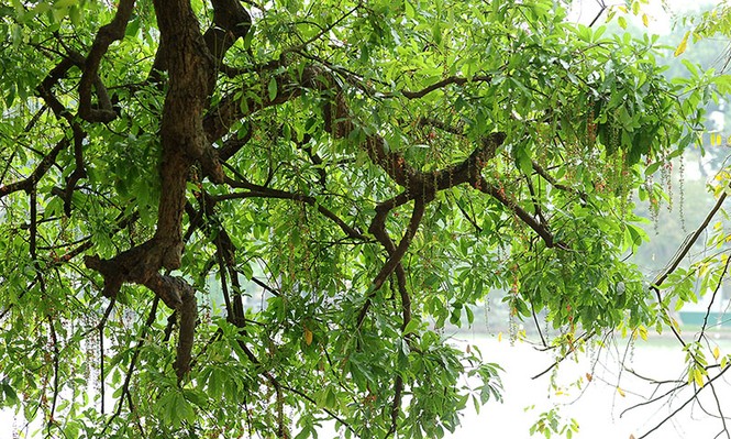 lộc vừng nở hoa - ảnh 3
