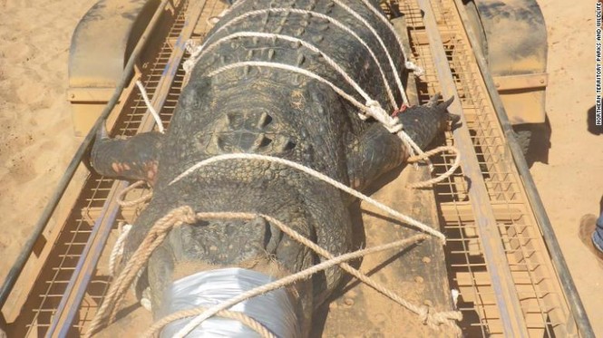 Bắt được cá sấu hơn 4,7m sau 8 năm săn tìm - ảnh 1
