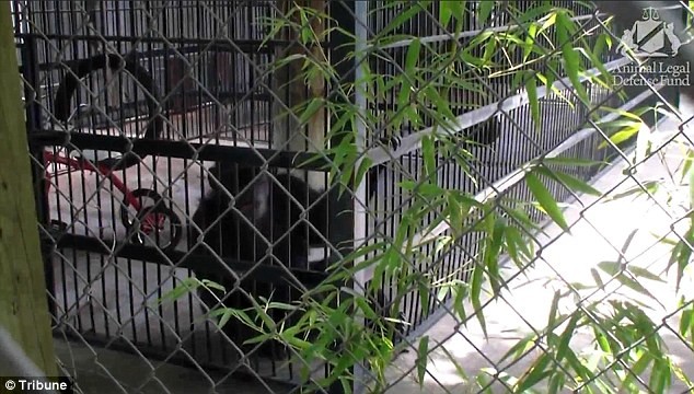 Khởi kiện sở thú ép đười ươi hút thuốc, uống Coca - ảnh 1