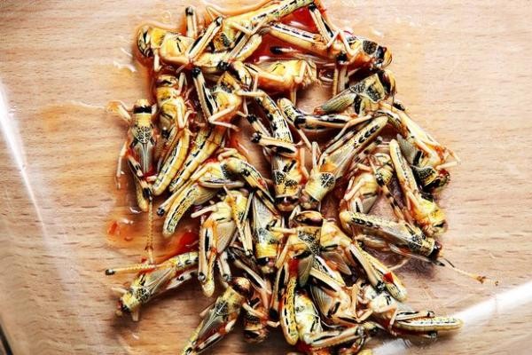 Kỳ lạ chàng trai ăn 16.000 con sâu bọ vì...nghiện - ảnh 2