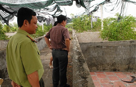 Đi cắt cỏ, hoảng hồn phát hiện cá sấu dài hơn 1m - ảnh 2