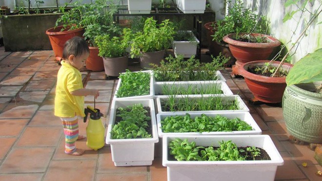 Thuê 'kỹ sư osin' chăm sóc rau sạch tại gia - ảnh 2