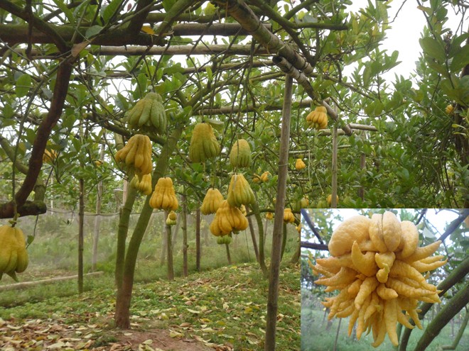 Săn lùng hàng độc ăn chơi tết - ảnh 1