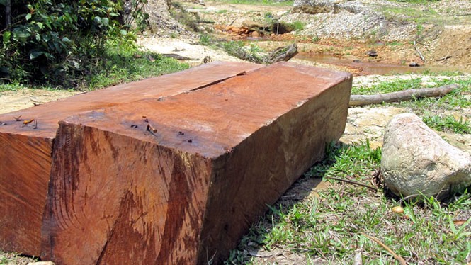 Càng truy quét, càng “vấp phải” gỗ lậu - ảnh 1