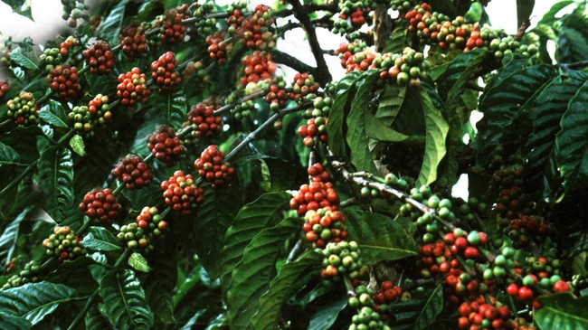 Ngọ 'sẹo' và lối về nẻo thiện - ảnh 3