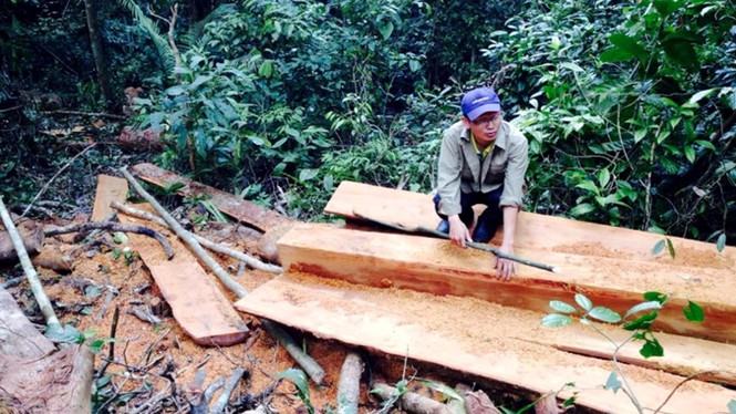 Tan hoang rừng giáp ranh Đắk Lắk - Gia Lai - ảnh 1