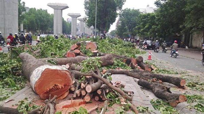 Tạo dấu ấn đặc trưng cây xanh đường phố - ảnh 1