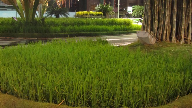 Đường hoa Nguyễn Huệ trước giờ khai hội - ảnh 6