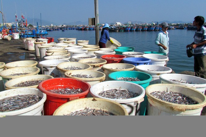Lộc biển đầu xuân của ngư dân Nha Trang - ảnh 1