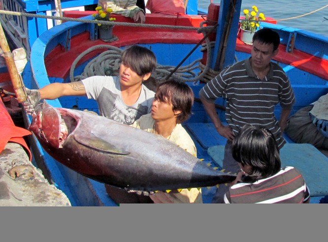 Lộc biển đầu xuân của ngư dân Nha Trang - ảnh 2
