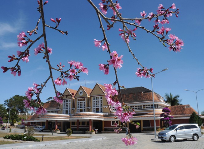 Đà Lạt mùa Mai Anh Đào - ảnh 10
