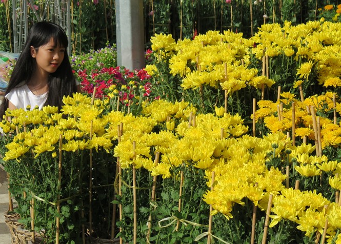 Chợ hoa kiểng Tết Cà Mau đắt khách - ảnh 5