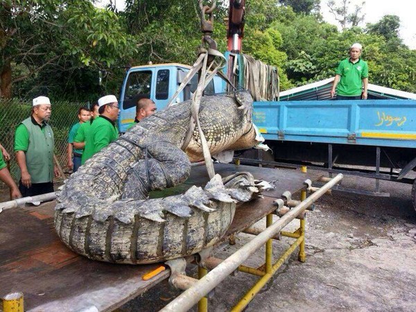 Bắt được cá sấu dài 4,6m ở Brunei - ảnh 1