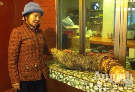 Củ khoai môn nặng hơn 16kg ở Tam Đảo - ảnh 2
