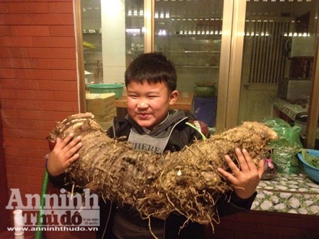Củ khoai môn nặng hơn 16kg ở Tam Đảo - ảnh 3