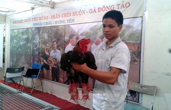 Cận cảnh gà Đông Tảo trả giá 30 triệu đồng không bán - ảnh 1