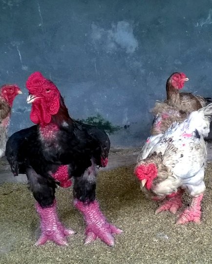 Cận cảnh gà Đông Tảo trả giá 30 triệu đồng không bán - ảnh 2