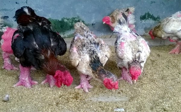 Cận cảnh gà Đông Tảo trả giá 30 triệu đồng không bán - ảnh 6