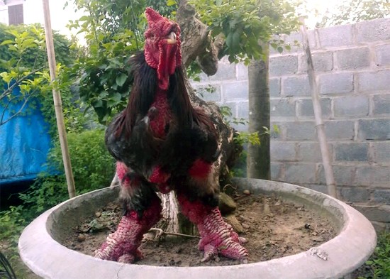 Cận cảnh gà Đông Tảo trả giá 30 triệu đồng không bán - ảnh 7