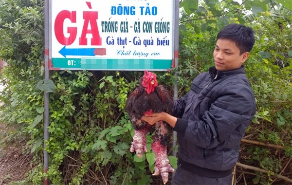 Cận cảnh gà Đông Tảo trả giá 30 triệu đồng không bán - ảnh 8
