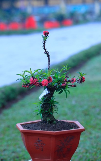 Cận cảnh đào Thất Thốn tiến vua tuyệt đẹp chơi Tết - ảnh 10
