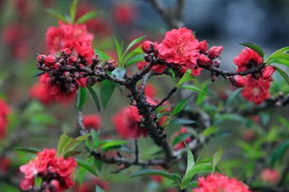 Cận cảnh đào Thất Thốn tiến vua tuyệt đẹp chơi Tết - ảnh 4