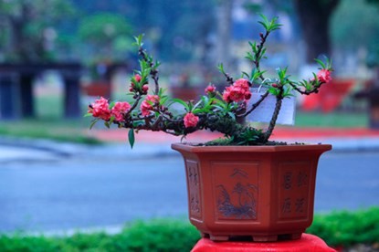 Cận cảnh đào Thất Thốn tiến vua tuyệt đẹp chơi Tết - ảnh 7
