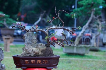Cận cảnh đào Thất Thốn tiến vua tuyệt đẹp chơi Tết - ảnh 8